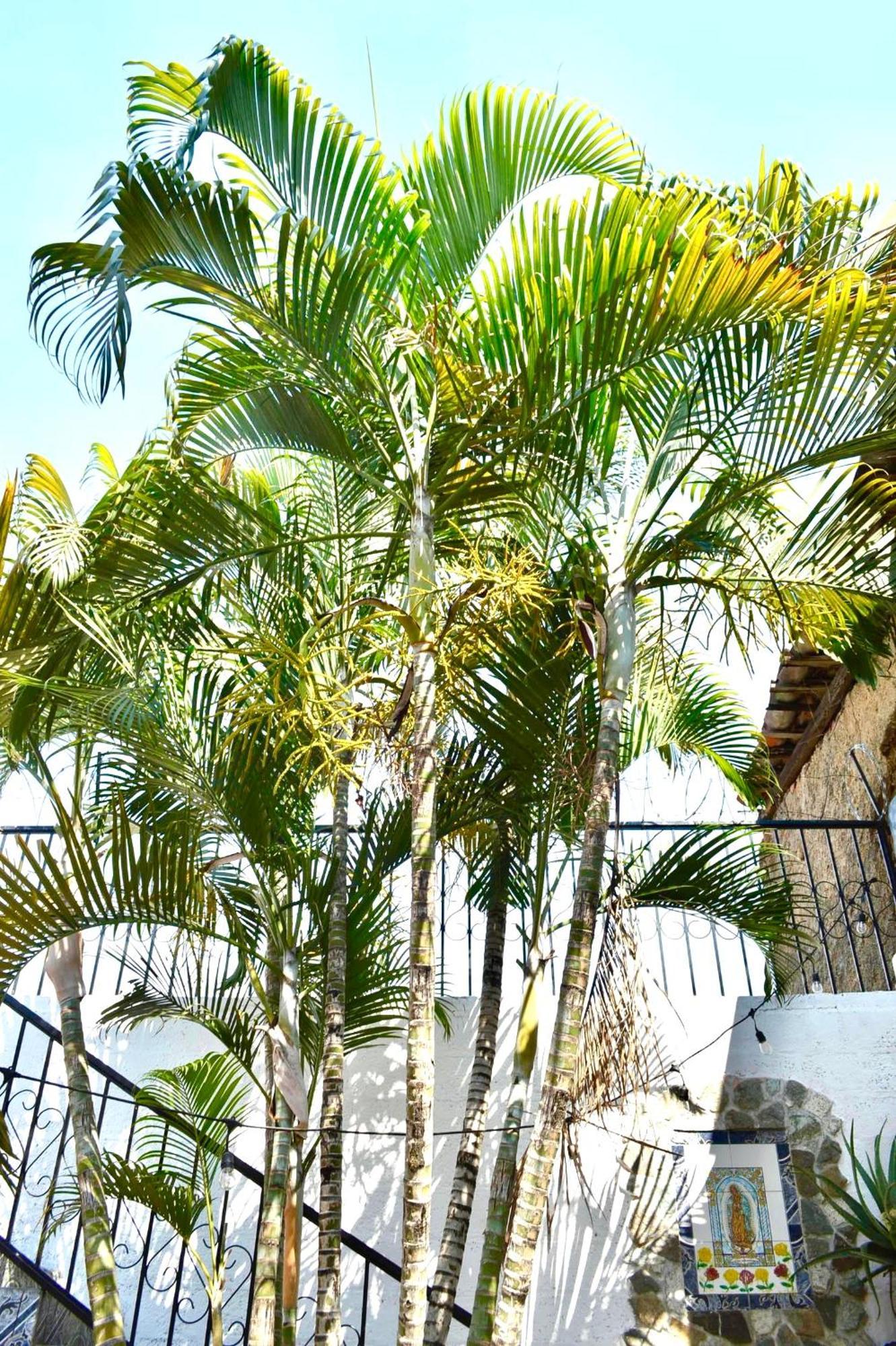 Casa Coco Hostel Santa Ana Exteriér fotografie